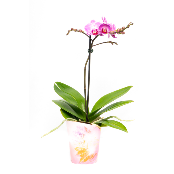 Orquídea Phalaenopsis Mini P09 - Orquídeas | marche.com.br